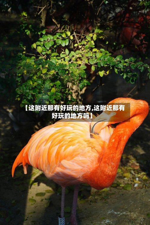 【这附近那有好玩的地方,这附近那有好玩的地方吗】
