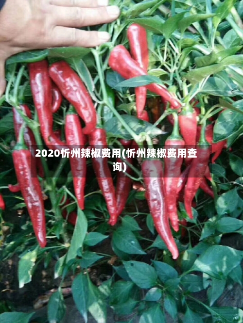 2020忻州辣椒费用(忻州辣椒费用查询)