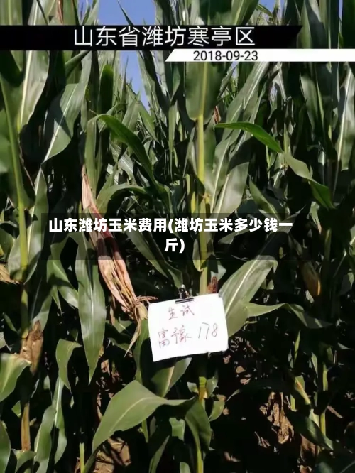 山东潍坊玉米费用(潍坊玉米多少钱一斤)