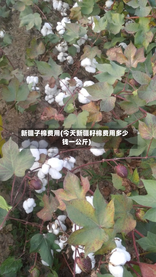 新疆子棉费用(今天新疆籽棉费用多少钱一公斤)