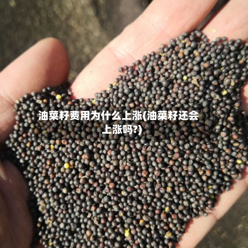 油菜籽费用为什么上涨(油菜籽还会上涨吗?)-第3张图片