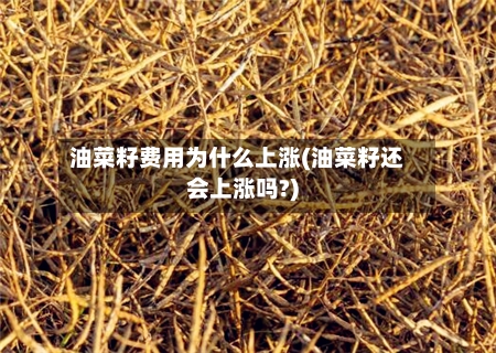 油菜籽费用为什么上涨(油菜籽还会上涨吗?)-第2张图片