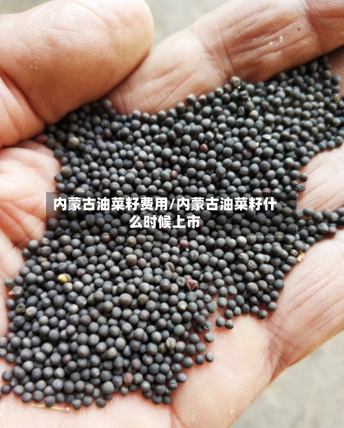 内蒙古油菜籽费用/内蒙古油菜籽什么时候上市