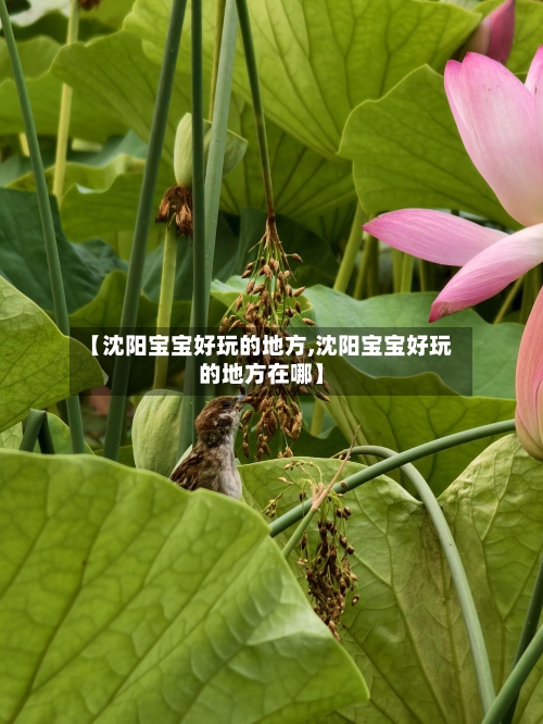 【沈阳宝宝好玩的地方,沈阳宝宝好玩的地方在哪】-第2张图片