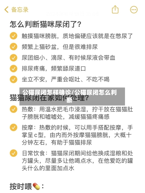 公猫尿闭怎样确诊/公猫尿闭怎么判断