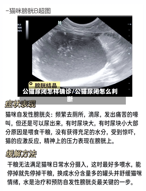 公猫尿闭怎样确诊/公猫尿闭怎么判断-第3张图片