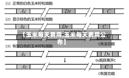 【玉米每天费用,玉米每天费用公布】