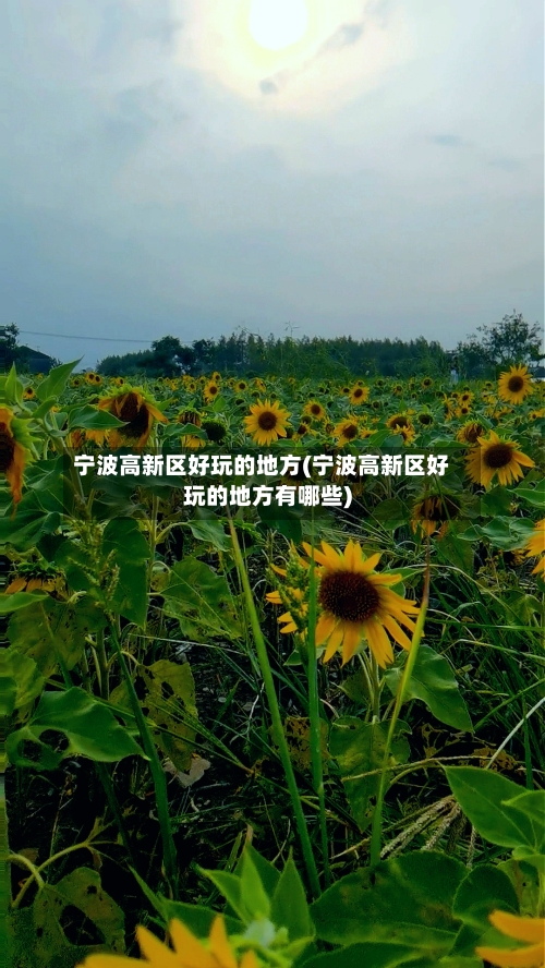 宁波高新区好玩的地方(宁波高新区好玩的地方有哪些)-第2张图片