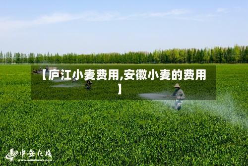 【庐江小麦费用,安徽小麦的费用】-第3张图片