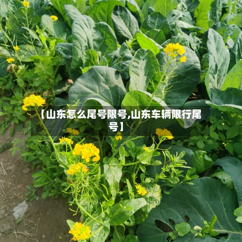 【山东怎么尾号限号,山东车辆限行尾号】