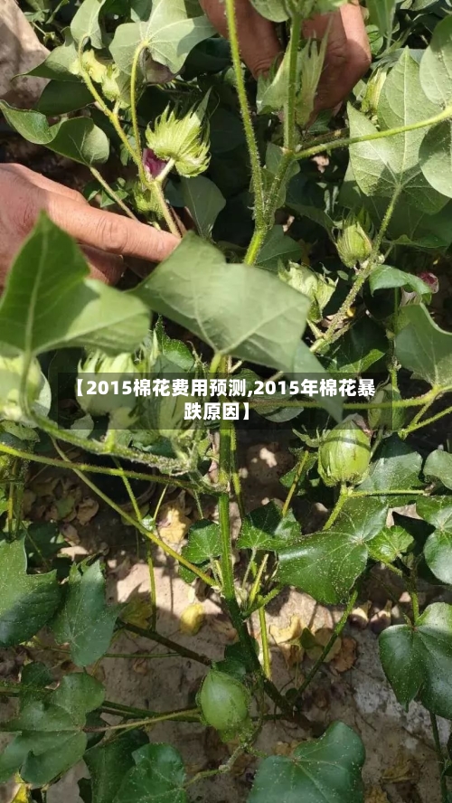 【2015棉花费用预测,2015年棉花暴跌原因】-第2张图片