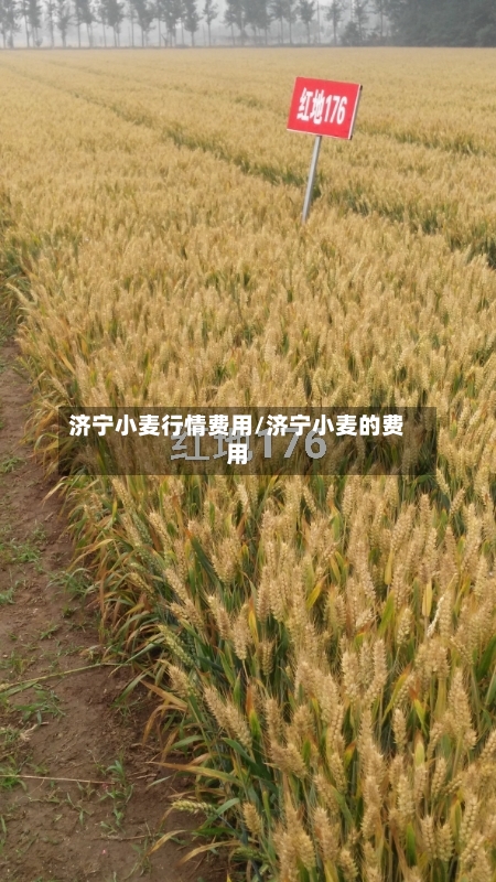 济宁小麦行情费用/济宁小麦的费用