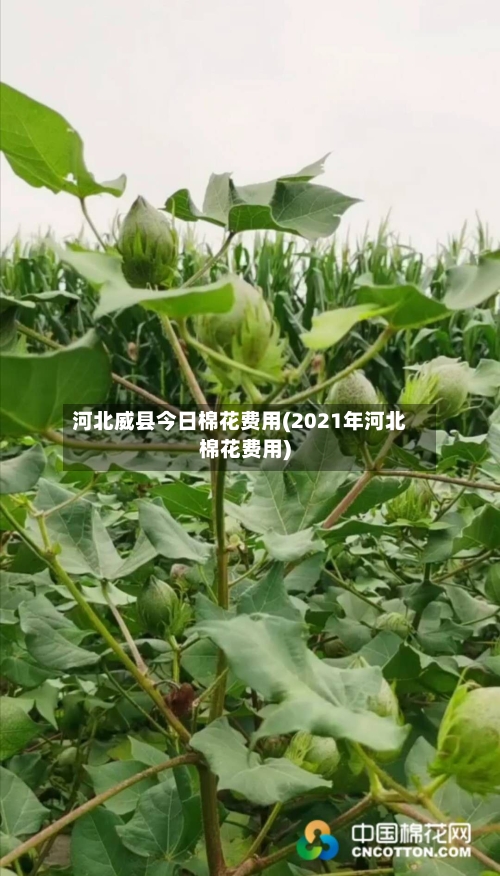 河北威县今日棉花费用(2021年河北棉花费用)