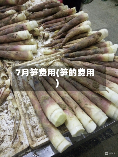 7月笋费用(笋的费用)