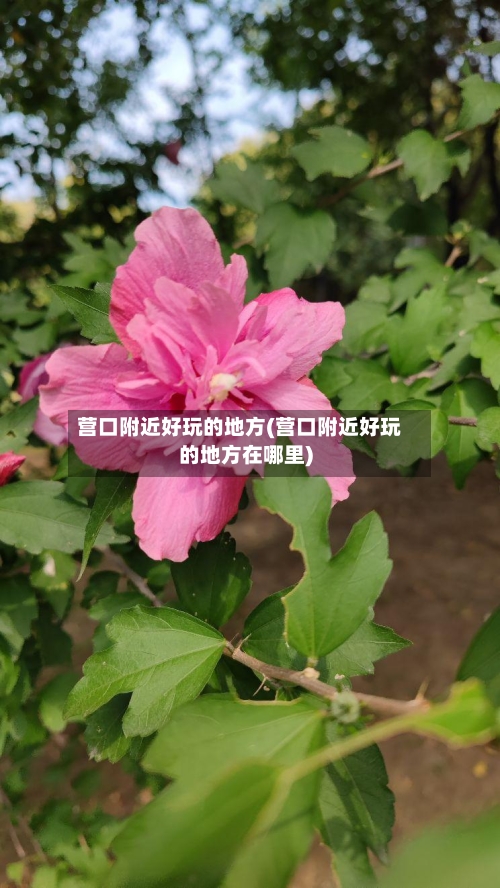 营口附近好玩的地方(营口附近好玩的地方在哪里)
