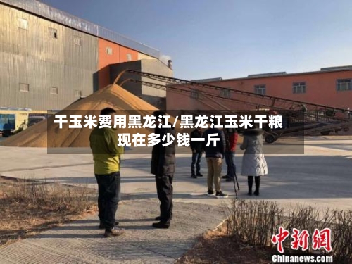 干玉米费用黑龙江/黑龙江玉米干粮现在多少钱一斤-第2张图片