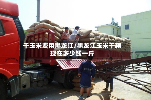 干玉米费用黑龙江/黑龙江玉米干粮现在多少钱一斤
