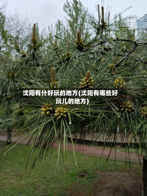 沈阳有什好玩的地方(沈阳有哪些好玩儿的地方)-第2张图片