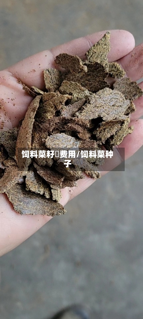 饲料菜籽粨费用/饲料菜种子-第2张图片