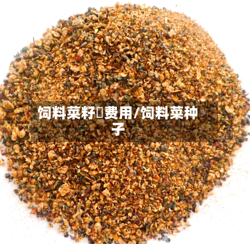 饲料菜籽粨费用/饲料菜种子