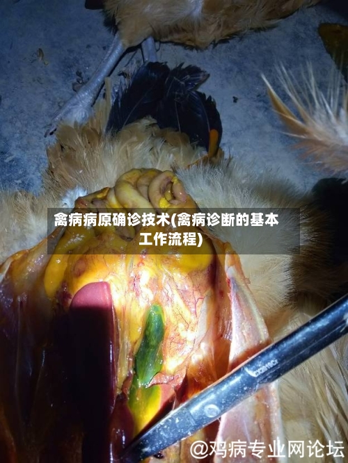 禽病病原确诊技术(禽病诊断的基本工作流程)