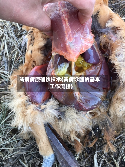 禽病病原确诊技术(禽病诊断的基本工作流程)-第2张图片