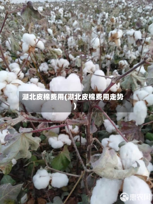 湖北皮棉费用(湖北皮棉费用走势)