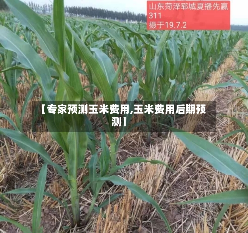 【专家预测玉米费用,玉米费用后期预测】