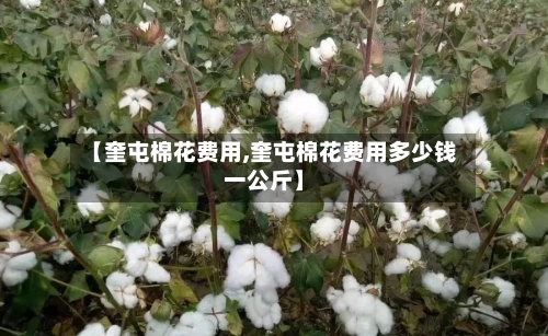 【奎屯棉花费用,奎屯棉花费用多少钱一公斤】