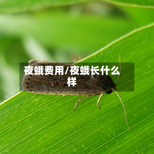 夜蛾费用/夜蛾长什么样