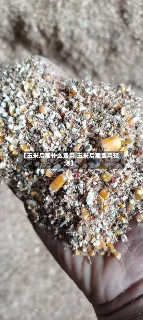 【玉米后期什么费用,玉米后期费用预测】-第2张图片