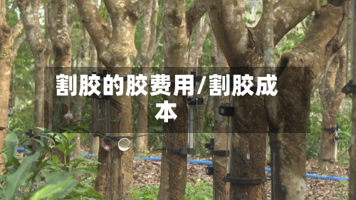 割胶的胶费用/割胶成本