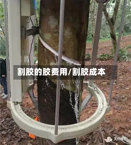 割胶的胶费用/割胶成本-第3张图片