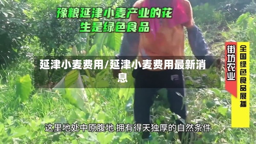 延津小麦费用/延津小麦费用最新消息-第2张图片