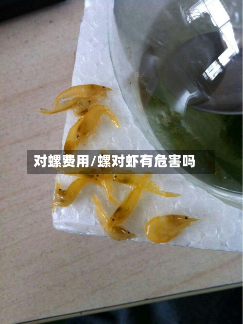 对螺费用/螺对虾有危害吗