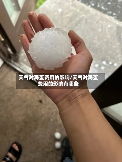天气对鸡蛋费用的影响/天气对鸡蛋费用的影响有哪些