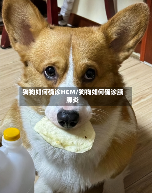 狗狗如何确诊HCM/狗狗如何确诊胰腺炎-第2张图片