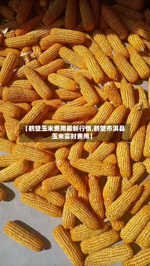 【鹤壁玉米费用最新行情,鹤壁市淇县玉米实时费用】
