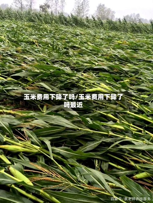 玉米费用下降了吗/玉米费用下降了吗最近-第3张图片