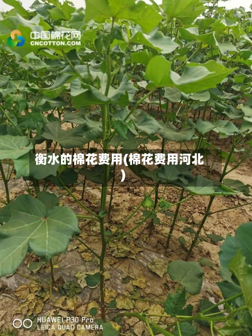 衡水的棉花费用(棉花费用河北)