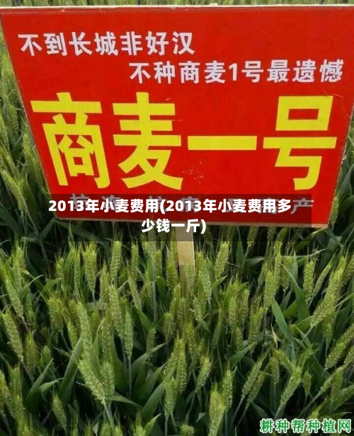 2013年小麦费用(2013年小麦费用多少钱一斤)-第3张图片