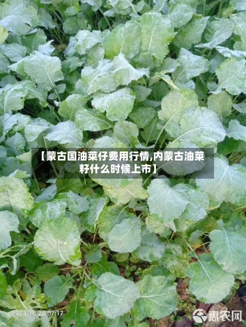 【蒙古国油菜仔费用行情,内蒙古油菜籽什么时候上市】