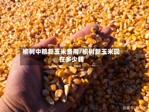 榆树中粮新玉米费用/榆树新玉米现在多少钱-第3张图片