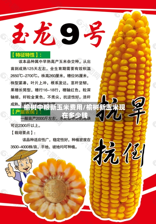 榆树中粮新玉米费用/榆树新玉米现在多少钱
