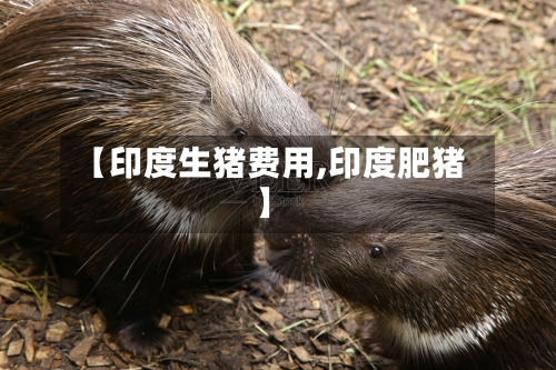 【印度生猪费用,印度肥猪】