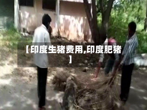 【印度生猪费用,印度肥猪】-第2张图片