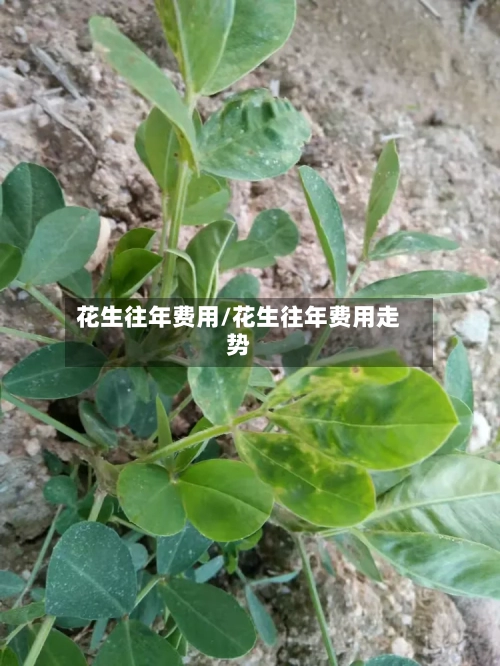 花生往年费用/花生往年费用走势-第2张图片
