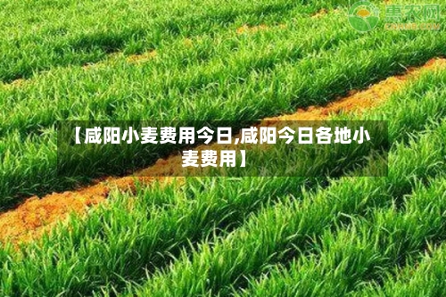 【咸阳小麦费用今日,咸阳今日各地小麦费用】
