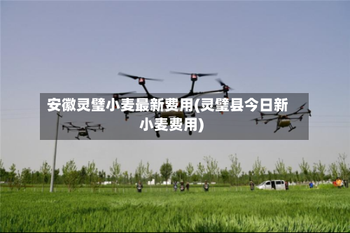 安徽灵璧小麦最新费用(灵璧县今日新小麦费用)