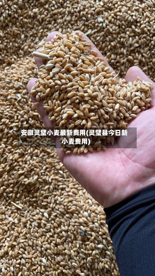 安徽灵璧小麦最新费用(灵璧县今日新小麦费用)-第2张图片
